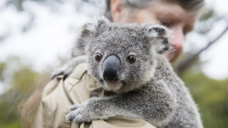 A juvenile koala from the Mill at Moreton Bay site